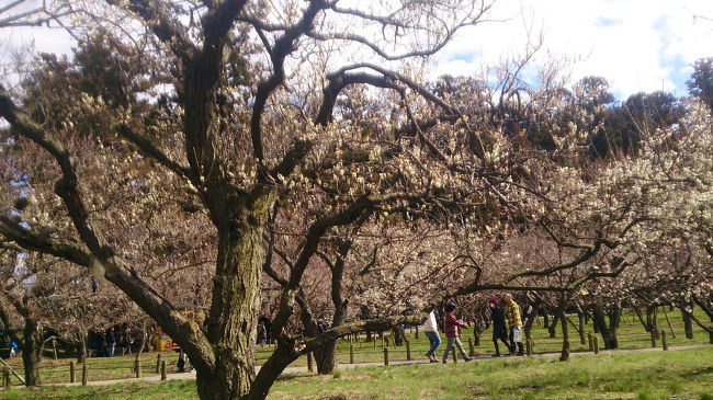 丁度偕楽園の梅祭りの時期に茨城県に来ていたので梅の話を見に行きました。