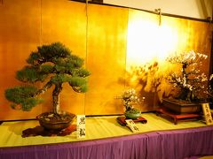 ぶらり天満天神！日本一長い商店街と盆梅展