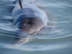 ビジネスクラス乗りまくり、遠くなった西オーストラリア、キャンピングカーで回る自然だらけの旅その3、シャークベイのモンキーマイア、シェルビーチを楽しむ