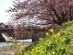 熱海で観梅～河津で花見～稲取でひな祭り