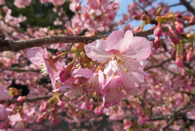 浜岡砂丘の近くにある、早咲種の河津桜の並木道の散策です。好天に恵まれ、河津桜も満開でした。