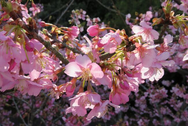 2016早春、浜岡砂丘、河津桜とイチゴ狩(3/4)：河津桜の並木道、白砂公園、浜岡砂丘