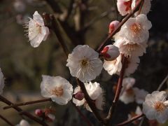 枚岡梅林のウメが輪紋ウイルス感染のため、梅の見納めに行って来ました。　