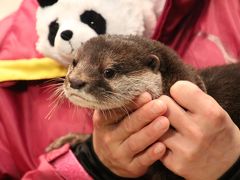 晴天と豪雨の２月の南紀白浜アドベンチャーワールド三昧（３）青い空と海を背景にした白い千畳敷＆晴天でも豪雨でも楽しめるアドベンチャーワールドいろいろ～雨の日のアニマルカーニバルは動物ふれあいタイム