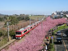 2016冬 三浦海岸：みさきまぐろきっぷで行く三浦富士と河津桜と小網代の森