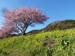 河津桜☆今年は暖冬の関係か早い開花でござい。