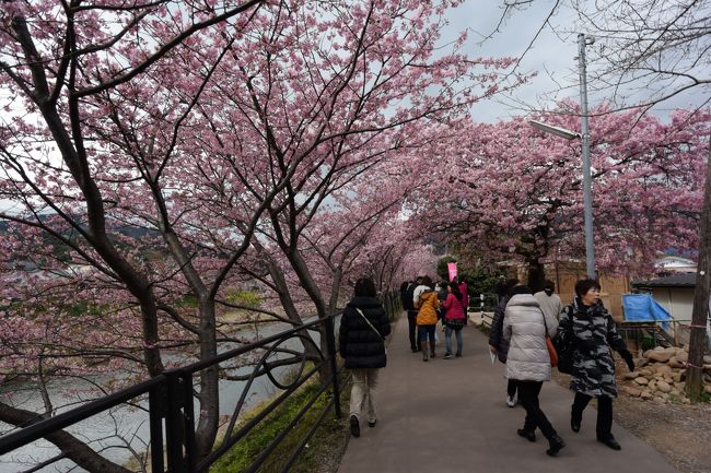 例年よりも１週間以上早く河津の桜が満開になったというニュースを聞き急きょ河津川と青野川（下賀茂）の桜を満喫しようと１泊２日で行くことにした　マイカーで行こうか電車で行こうか迷ったが、花見酒を楽しみたいので電車で行くことにした運よく往復ともに踊り子号が予約できた　宿も下賀茂温泉の南楽が予約できた