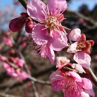 水戸・大洗でまったり一人旅です【水戸梅まつり編】