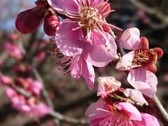 水戸・大洗でまったり一人旅です【水戸梅まつり編】