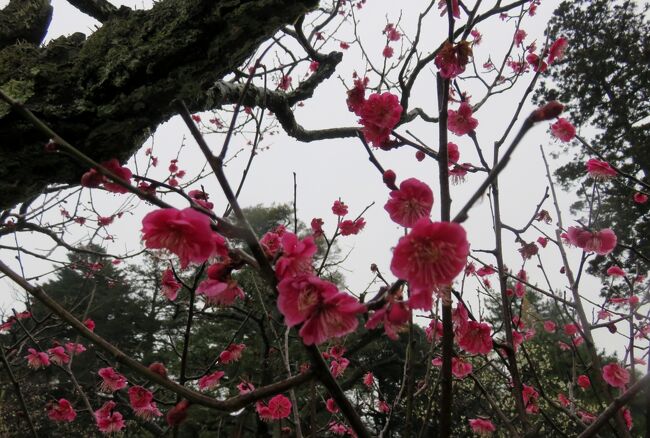 金沢の兼六園紹介の締め括りです。あいにくの雨模様の中での散策でしたが、その分、静かな雰囲気の中での庭園巡りを楽しむことができました。