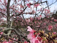 初春 球春 キャンプ&世界遺産と桜 2日目