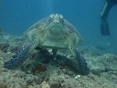 【74】旅行記30　(1)ウミガメ＆ホワイトチップシャークに遭遇・ヌメアダイビングの旅