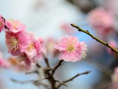 梅を求めて　梅ヶ丘，亀戸天神