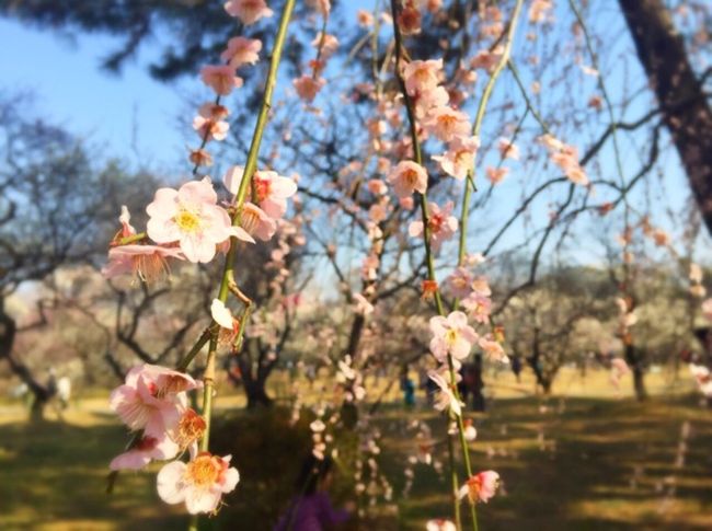 ポカポカ陽気に誘われたのか、父が「梅見したい」と言ったので、大宮第二公園の梅まつりへ家族で行ってきました。