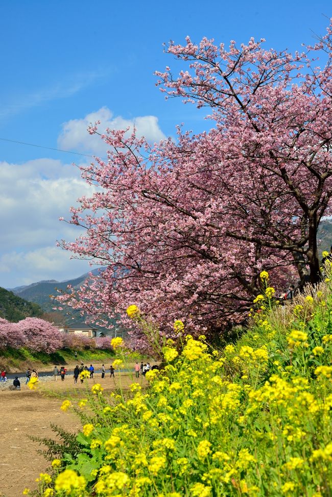 早春の風物詩・河津桜を愛でに伊豆半島へ♪<br /><br />伊豆の温暖な気候と早咲きの特色から、毎年２月下旬頃に満開となる「河津桜」。<br />すでに全国的にも有名な桜のスポットで、毎年大勢の観光客がこの地を訪れています。<br />かくゆう私も、直近だと３年前の2013年に来てみたものの、曇り気味のお天気だったのが唯一の心残り｡｡｡<br />そのリベンジって訳ではないですけど、またあのピンク色の可憐な河津桜を愛でるべく、開花状況と天気予報を睨みながら、２月末というギリギリのタイミングで３年ぶりの観桜の旅へ。<br /><br />この日は晴天にも恵まれ、青い空の下、河津川沿いの約４キロにもわたって続くピンク色の桜並木と黄色の菜の花のコラボレーションを、思う存分楽しむことができました～～～。<br /><br />まさにひと足早い春爛漫の光景に出会う旅となりました♪<br /><br />【 旅の行程 】<br />・東京駅 ～ 熱海駅 ～ 河津駅 ～ 河津桜/河津桜まつり ～ 豊泉橋 ～ 峰大噴湯公園<br /><br />【 早春の風物詩・色艶やかな河津桜を愛でにゆく(2016年版) 】<br />・旅行記後編 ～（もう少しだけ）河津桜まつり見物＆下田プチ散策～<br />　http://4travel.jp/travelogue/11112079<br /><br /><br />【 早春の風物詩・色艶やかな河津桜を愛でにゆく(2013年版) 】<br />・旅行記前編 ～東海道本線・521Mに乗り伊豆半島へ～<br />　http://4travel.jp/travelogue/10756760<br />・旅行記後編 ～どこまでも続く河津桜の桜並木を眺めて…～<br />　http://4travel.jp/travelogue/10757597