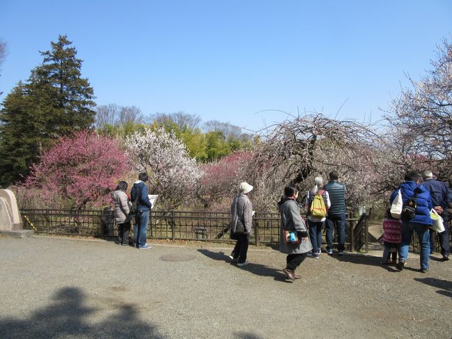 春の訪れと共に、深大寺と神代植物園、高幡不動を散策しました。