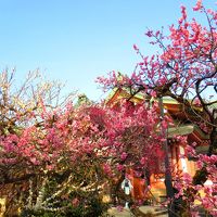 お気に入りの旅館・梅に包まれた北野天満宮・すぐ横には芸能人