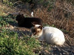 横浪スカイラインの猫とジョン万次郎漂流出航の地