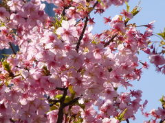 赤坂で河津桜と寒緋桜