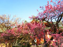 お気に入りの旅館・梅に包まれた北野天満宮・すぐ横には芸能人