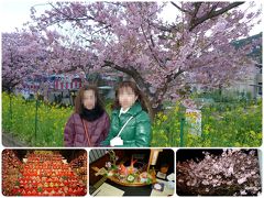 桐のかほり咲楽で河津桜　１日目