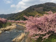 混雑ピーク時に観に行く河津桜祭り