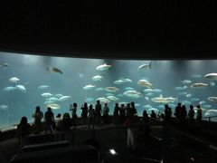 【マグロ】葛西臨海水族園