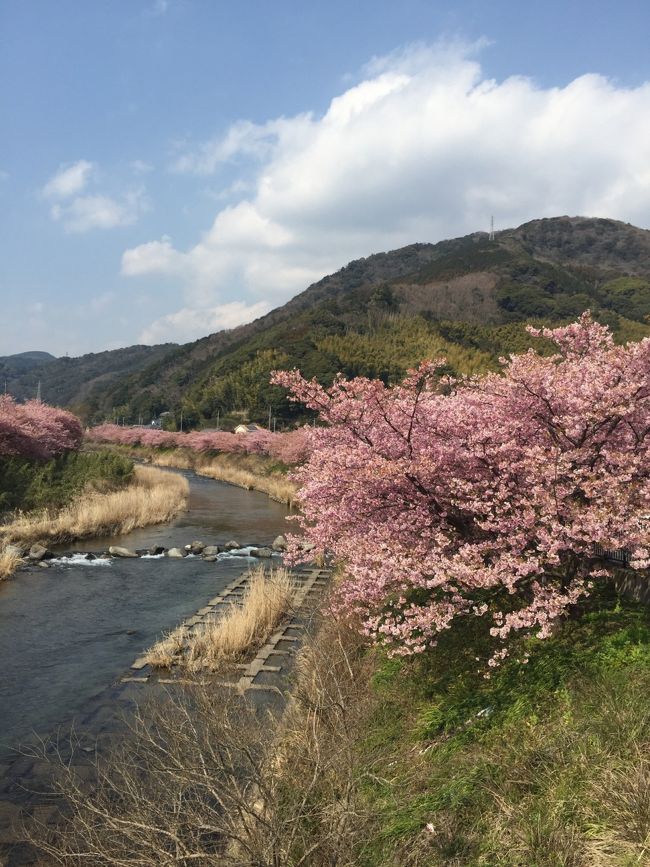 混雑ピーク時に観に行く河津桜祭り