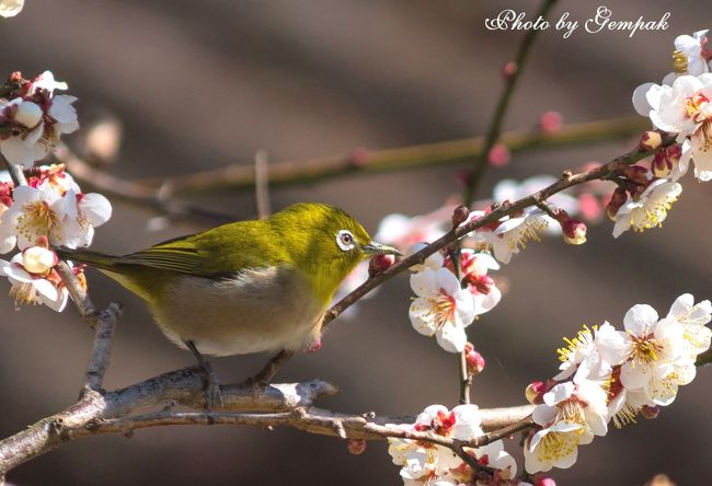 久しぶりに花の撮影がしたくなった。地方新聞のコラムに宇都宮市の隣り、芳賀町の芳賀天満宮の珍しい梅が見頃になったという記事が出ていたので、今年最初の花撮影は梅に決まり。ちょうど、夜中に少し雪が降ったので、雪と梅のコラボも撮影できると期待してのお出かけだ。<br />思いがけず、メジロが梅の花の蜜を吸いに来ていたので、メジロと梅の競演もカメラに納めることが出来た。