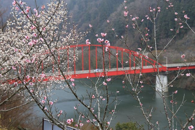 ちょっと雨にやられました<br />梅林って言いますが　梅渓なんですね<br />道路わきに梅林がありまして<br />車で走りながら各ポイントで駐車して<br />花見っていう感じでした<br />有名だがそんなに言うほどの観光地じゃ<br />なかったような気がしました<br />梅はやっぱ　和歌山か？