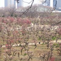 京都～大阪　観梅の旅②　大阪城・大阪市立大学理学部付属植物園編