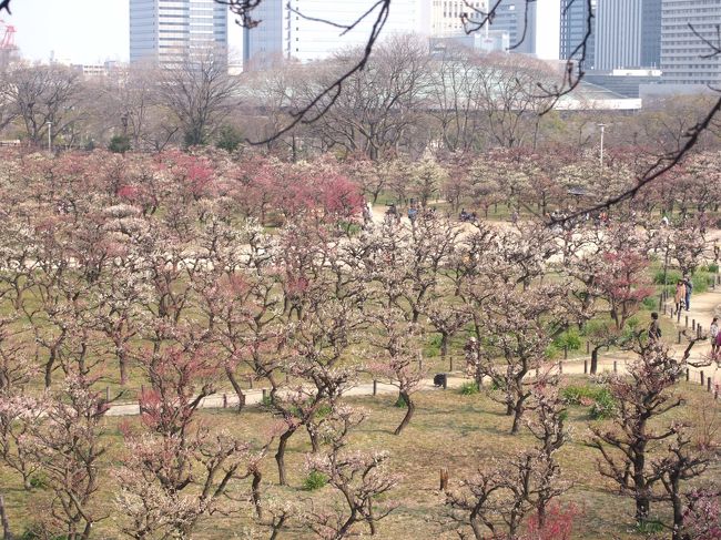 昨日は城南宮、枚方の意上神社の梅を楽しみ、本日は大阪城梅林と、交野市にある、大阪市立大学理学部付属植物園を回ります。<br /><br />ところで、大阪城梅林に植えられている梅の数なんと100品種、1,270本ということで名前を確認するのはあきらめました。<br />
