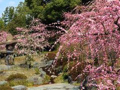 京都を歩く(233)　春の訪れを告げる梅の花