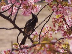 静岡/Spring伊豆Come@ドーミーイン三島＆熱川館(2016年2月)