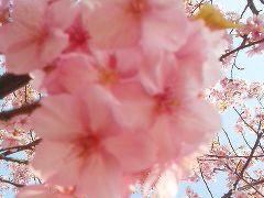 三浦海岸の桜