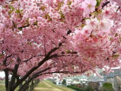 ’１６　総武線さんぽ　市川駅（江戸川沿いの河津桜＆チーバくんラッピング電車）