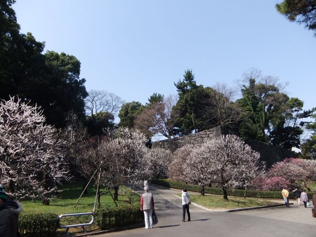 28日の日曜日、皇居東御苑二の丸公園の梅を撮りに出かけていました、梅以外はほとんど咲いておりませんでした。<br /><br />二の丸公園と本丸を結ぶ梅林坂