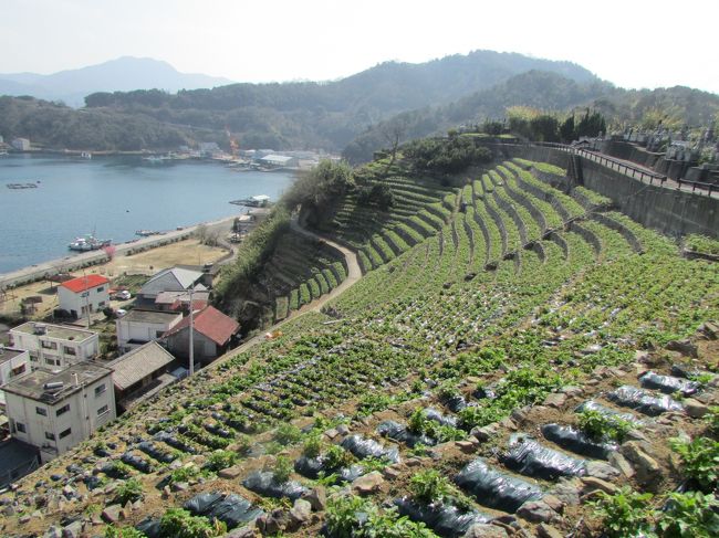 宇和島の先、三浦半島にある遊子水荷浦の「段畑」へ。<br />車でないといけない場所かと思いきや、調べてみるとバスでも時間的にうまい具合に行けることがわかり、それならばと行ってきました。