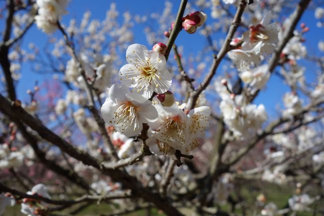 日本3名園のうち、兼六園と後楽園は訪れた事がありますが、<br />一番近い偕楽園だけは訪れた事がありませんでした。<br /><br />日帰りで行けそうな場所として、ピックアップしていましたが、<br />どうせ行くのであれば梅の花が咲く時期に行こうと、<br />満開少し手前の時期に訪問してみました。