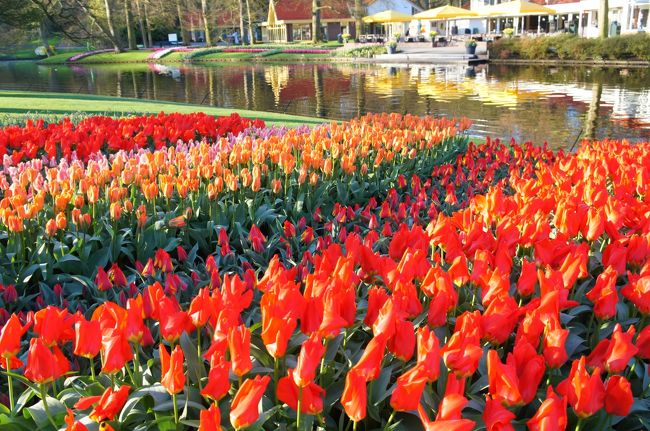 今回の旅最大の目的地、キューケンホフ。<br />春だけ開園するというチューリップに一年をかけた公園。<br />オランダの春を満喫したい。