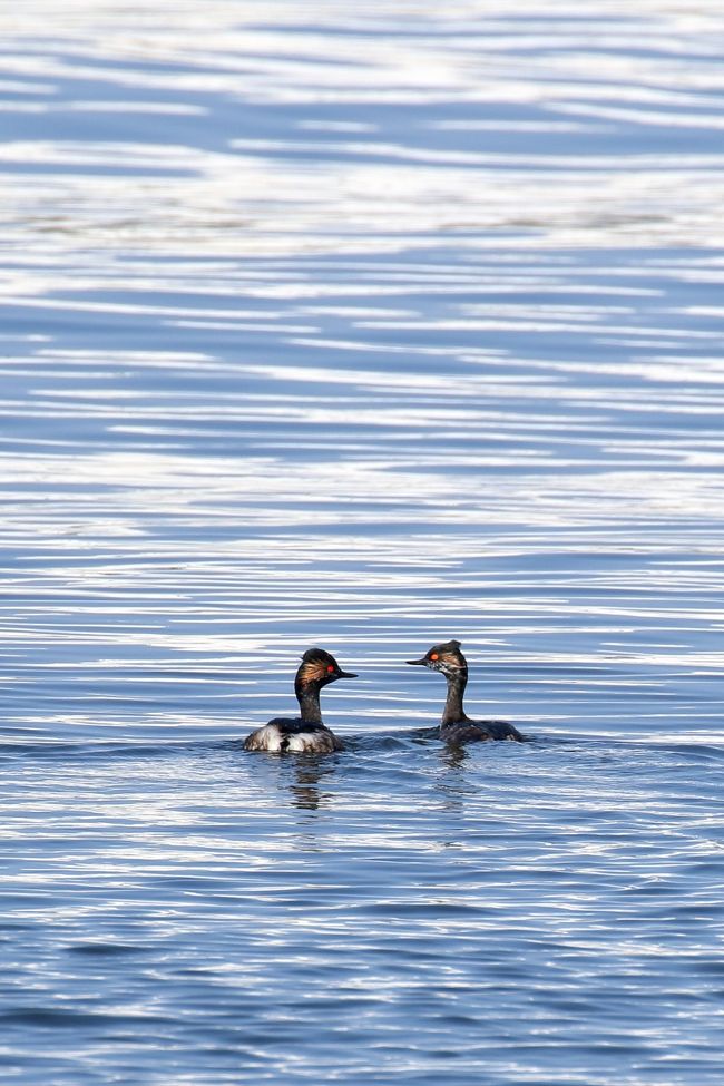 北海道遠征やその後の珍鳥の追っかけで写真の整理が追いつきません<br />二月の最後は真空期間となりました<br />おなじみの三番瀬と少し離れた渓流で締めることにしました