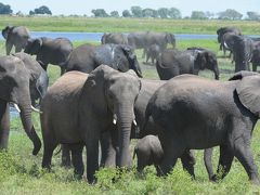 南部アフリカ一人旅【６】ボツワナ・チョベ国立公園ワンデーサファリ