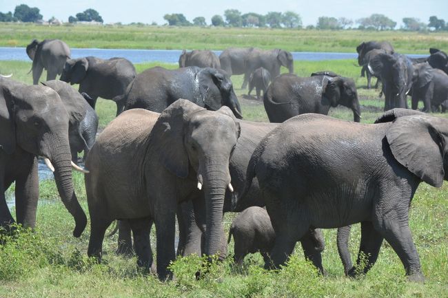 南部アフリカ一人旅【６】ボツワナ・チョベ国立公園ワンデーサファリ