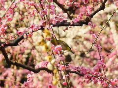 枝垂れ梅と河津桜、春を求めて京都の南の方をブラリ！