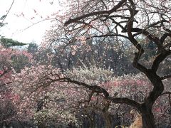 梅の季節の森林公園と恋の季節の埼玉こども動物自然公園（１）早春の日差しできらきらな森林公園の梅林を３つのレンズでとらえる