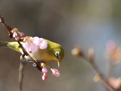 梅の季節の森林公園と恋の季節の埼玉こども動物自然公園（２）早春の花と昆虫や鳥や動物で生き生きな森林公園を４つのレンズでとらえる