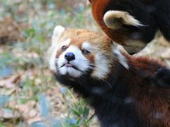 梅の季節の森林公園と恋の季節の埼玉こども動物自然公園（３）動物園編：発情真っ盛りのレッサーパンダのソウソウくんとハナビちゃん＆Hello！生後２日目のアルパカの赤ちゃん＆お薬を飲んでいた（？）コアラのエミちゃん