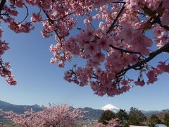 春夏秋冬～2016『春』河津桜を愛でる～