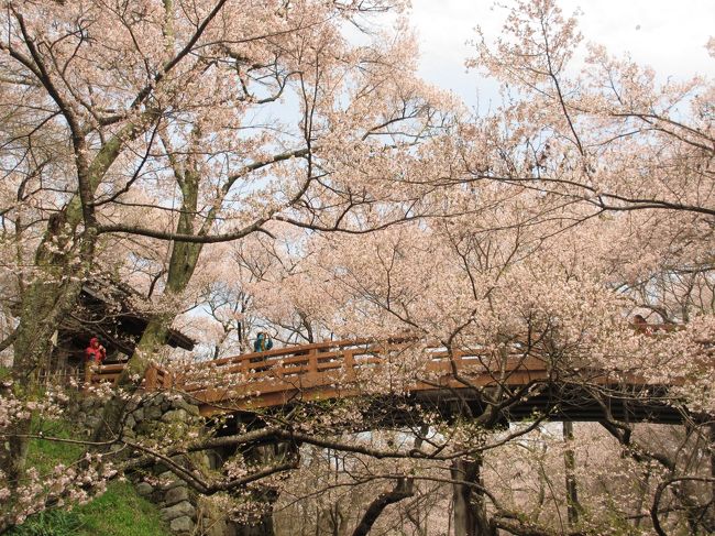 桜を愛でる旅 in 長野