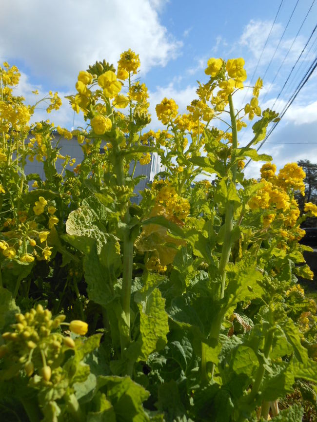 <br />　見頃の城南宮の花の庭<br /><br />　枝垂れ梅が満開、見学客も大勢でした<br /><br />　開門と同時に入らないといけませんね〜<br /><br />　でも今年も満開の枝垂れ梅を見れて満足しました<br /><br /><br /><br /><br />　表紙　　　　　　　　　　　　　　　　　　　　途中の畑に咲いていた菜の花